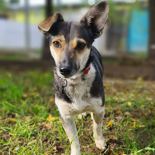 Psy ze schroniska do adopcji Myszka
