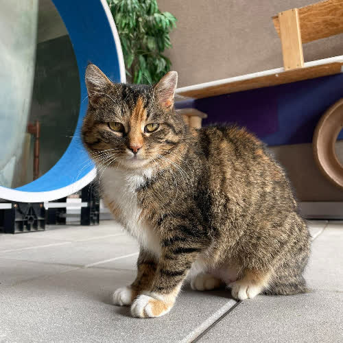 Koty ze schroniska do adopcji Lolita