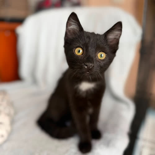 Waleria