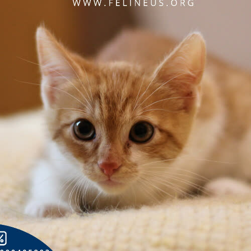 Koty ze schroniska do adopcji Opie