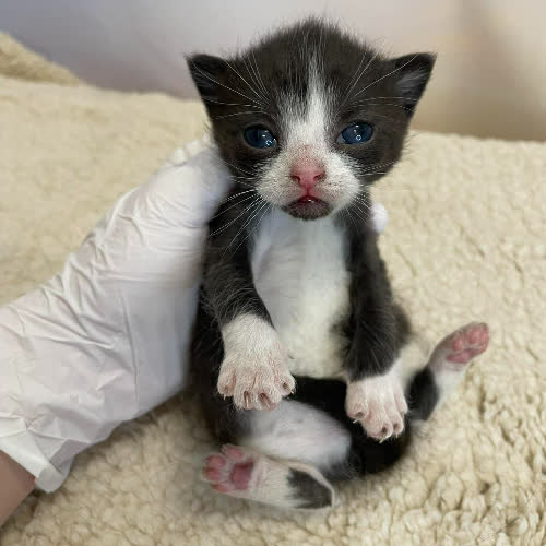 Koty ze schroniska do adopcji Madzia