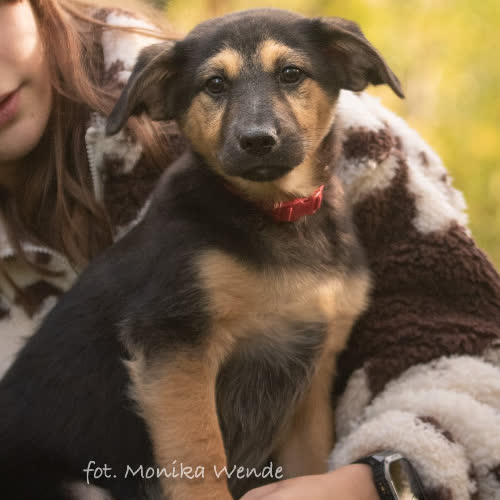 Psy ze schroniska do adopcji FIKUS
