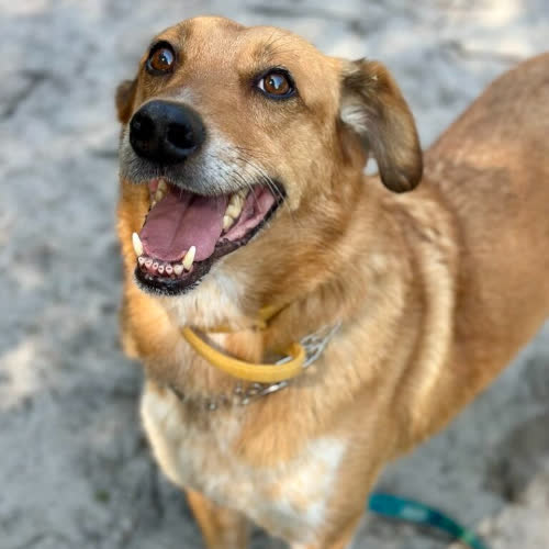 Psy ze schroniska do adopcji Gonzio 25