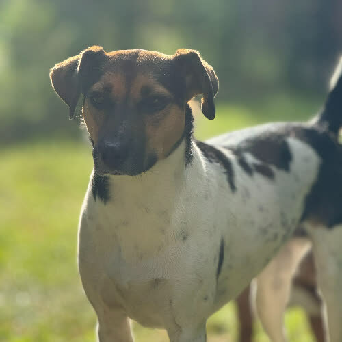 Psy ze schroniska do adopcji Nina