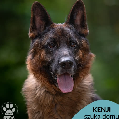 Kenji