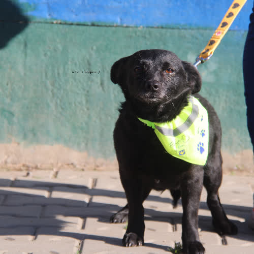 Psy ze schroniska do adopcji Calineczka