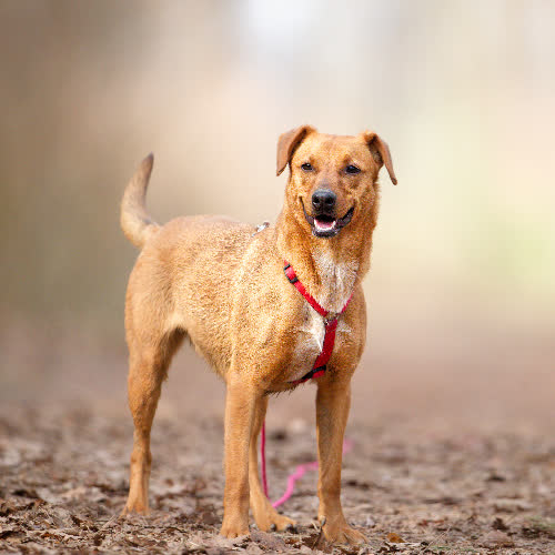 Psy ze schroniska do adopcji Sofia