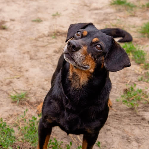 Tobi