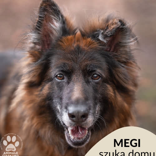 Psy ze schroniska do adopcji Megi
