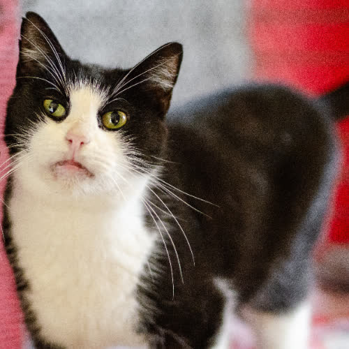 Koty ze schroniska do adopcji Dany