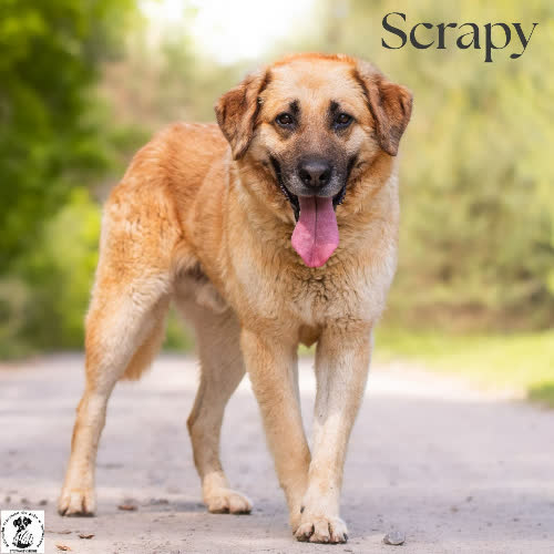 Psy ze schroniska do adopcji Stabilny SCRAPY 
