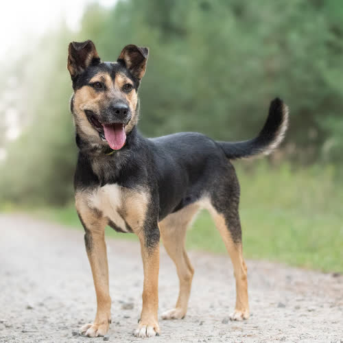 Psy ze schroniska do adopcji Grzeczna LIWI