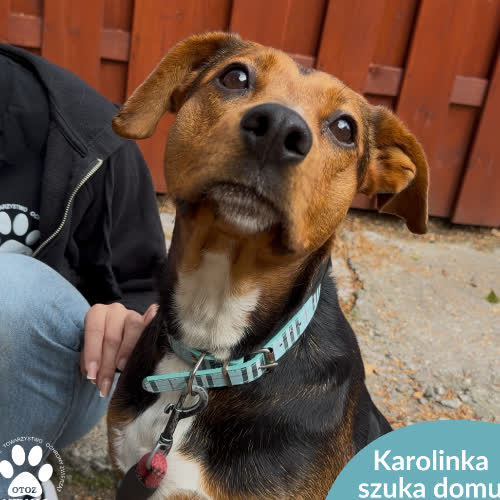Psy ze schroniska do adopcji Karolinka
