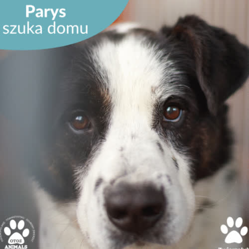 Psy ze schroniska do adopcji Parys