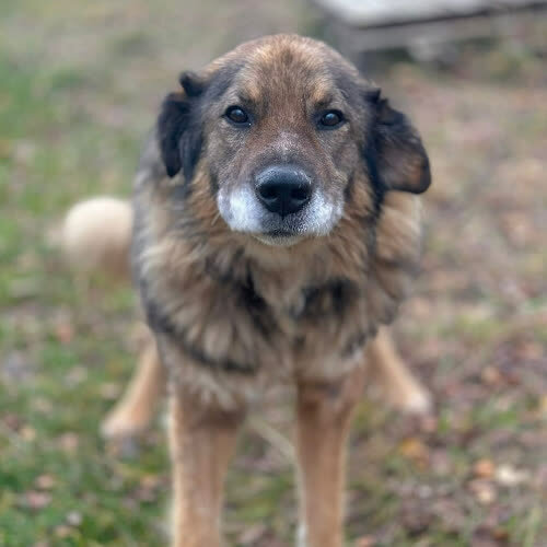 Psy ze schroniska do adopcji Ivan