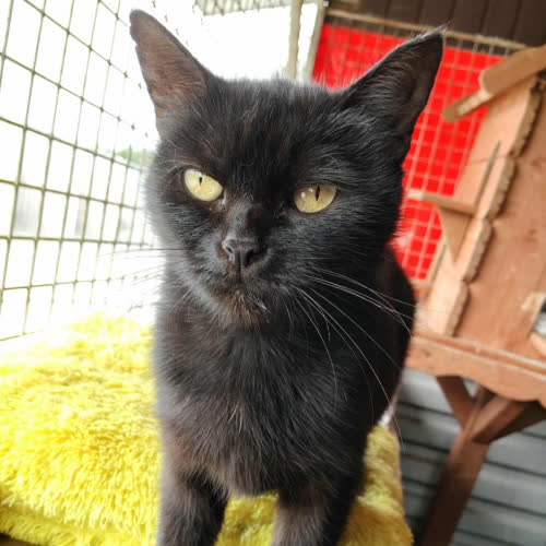 Koty ze schroniska do adopcji Magia