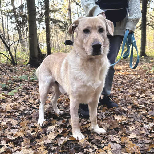 Psy ze schroniska do adopcji Azorek