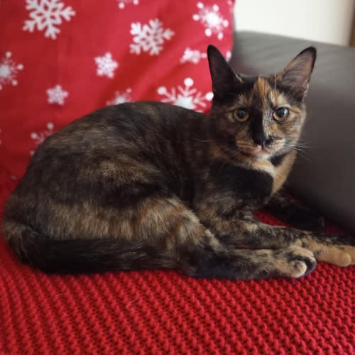 Koty ze schroniska do adopcji Szumi