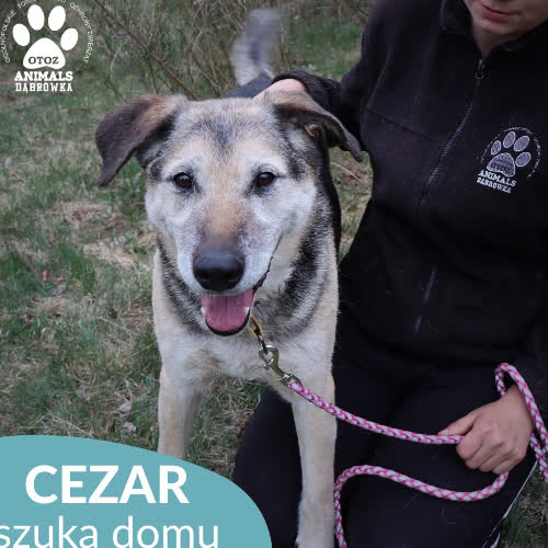 Cezar