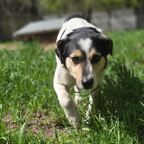 Psy ze schroniska do adopcji Ciacho 