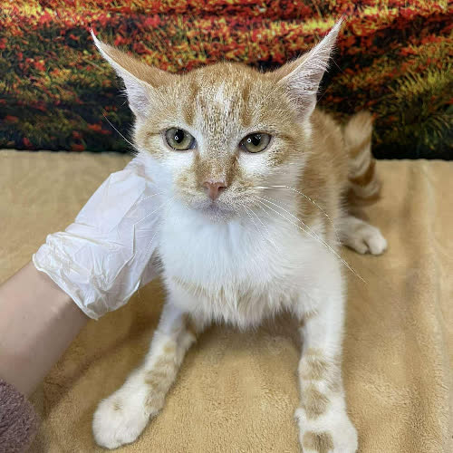 Koty ze schroniska do adopcji Rudi