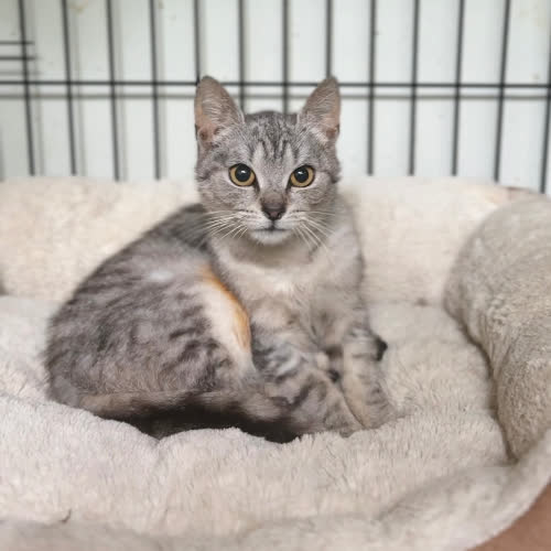 Koty ze schroniska do adopcji Srebrna kotka