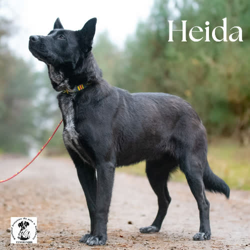 Psy ze schroniska do adopcji Heida