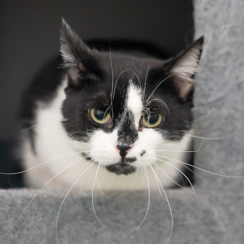 Koty ze schroniska do adopcji Fajer