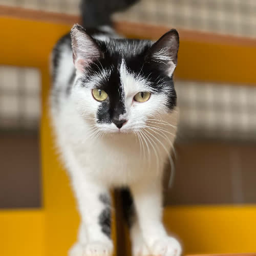 Koty ze schroniska do adopcji Juri