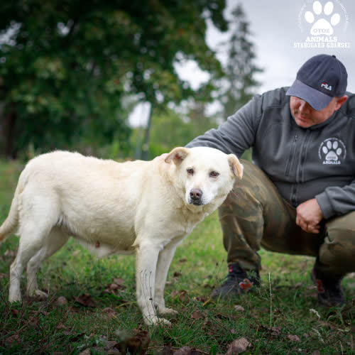 Psy ze schroniska do adopcji Diana