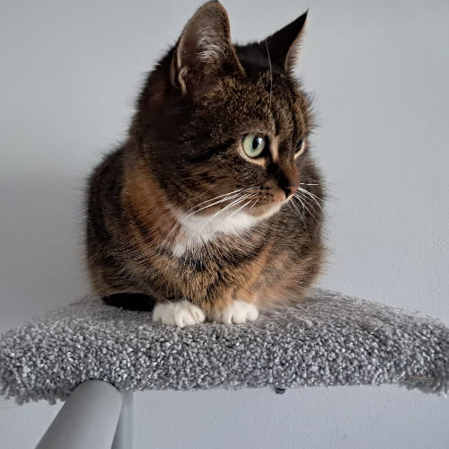 Koty ze schroniska do adopcji Juszka