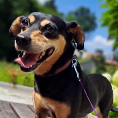 Psy ze schroniska do adopcji Daisy 