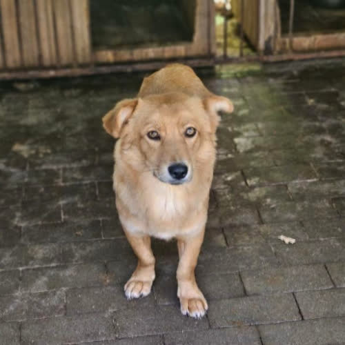 Psy ze schroniska do adopcji Dobruś