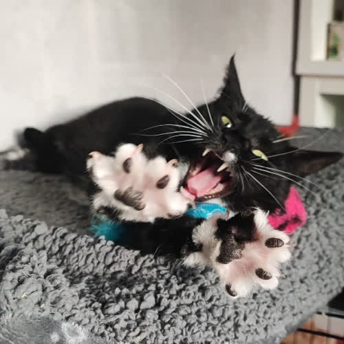 Koty ze schroniska do adopcji Krystyna 