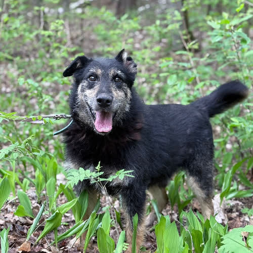 Psy ze schroniska do adopcji Piorun
