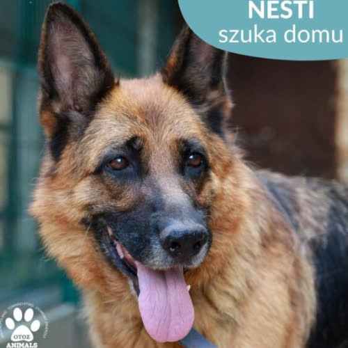 Psy ze schroniska do adopcji Nesti