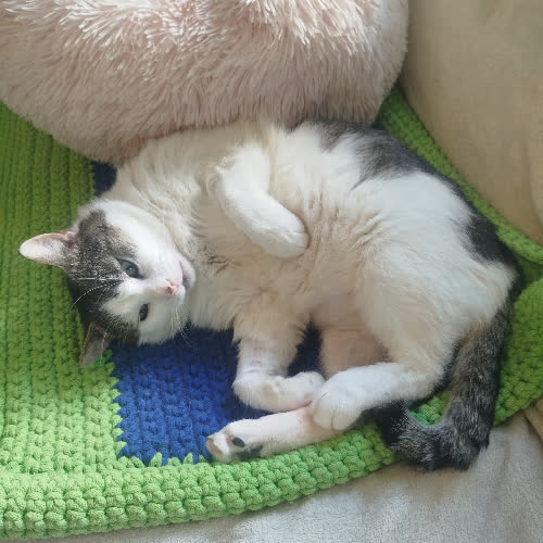 Koty ze schroniska do adopcji Zbyszek