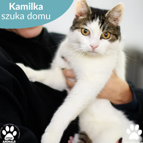 Koty ze schroniska do adopcji Kamilka