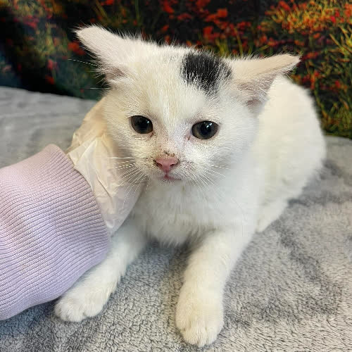 Koty ze schroniska do adopcji Lira