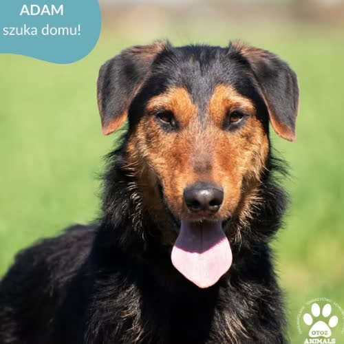 Psy ze schroniska do adopcji ADAM