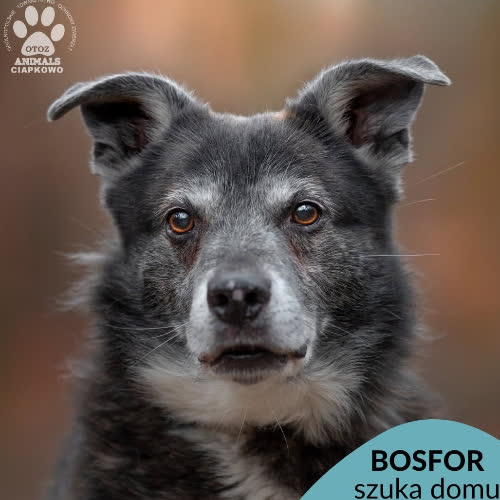 Bosfor
