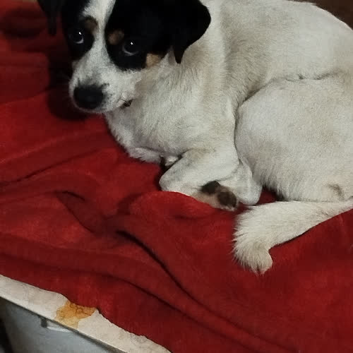 Psy ze schroniska do adopcji Doris