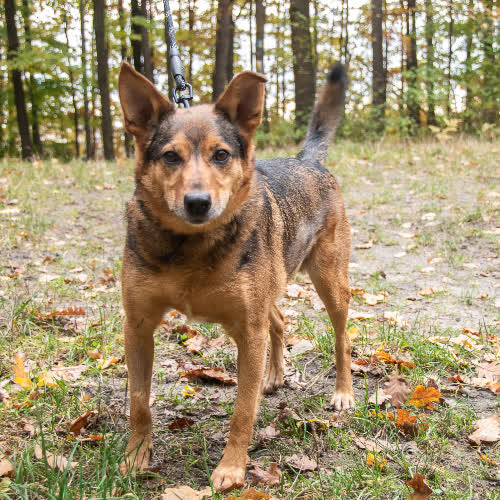 Psy ze schroniska do adopcji Poligon