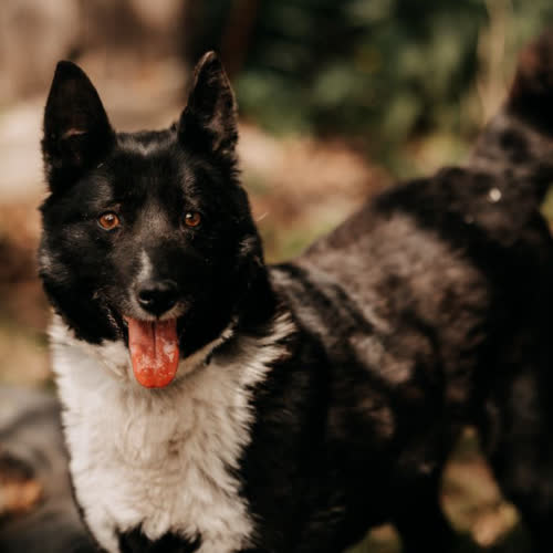 Psy ze schroniska do adopcji Lola