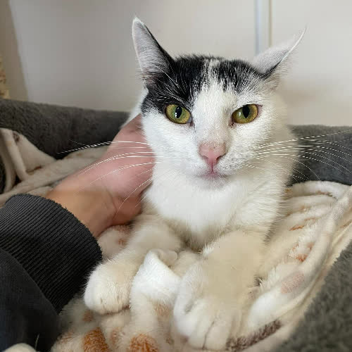 Koty ze schroniska do adopcji Madam