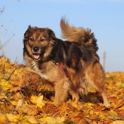 Psy ze schroniska do adopcji Ślepek
