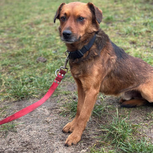 Psy ze schroniska do adopcji ENDRIU