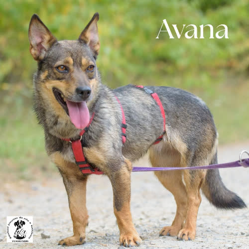 Avana