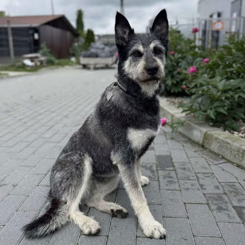 Psy ze schroniska do adopcji Sally