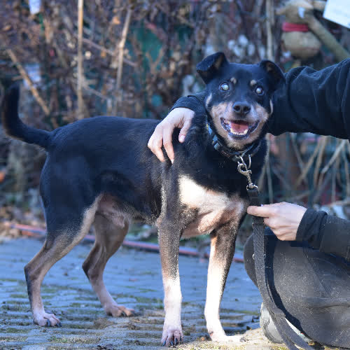 Psy ze schroniska do adopcji Jurek